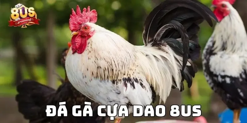 Đá Gà Cựa Dao 8US - Sân Chơi Đỉnh Cao Của Kê Sư Hàng Đầu Đá Gà Cựa Dao 8US - Sân Chơi Đỉnh Cao Của Kê Sư