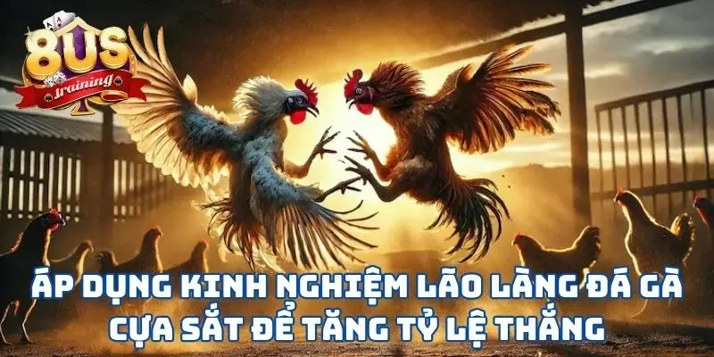 Đá Gà Cựa Sắt - Lựa Chọn Hoàn Hảo Cho Chiến Kê Mạnh Mẽ Áp dụng kinh nghiệm lão làng đá gà cựa sắt để tăng tỷ lệ thắng