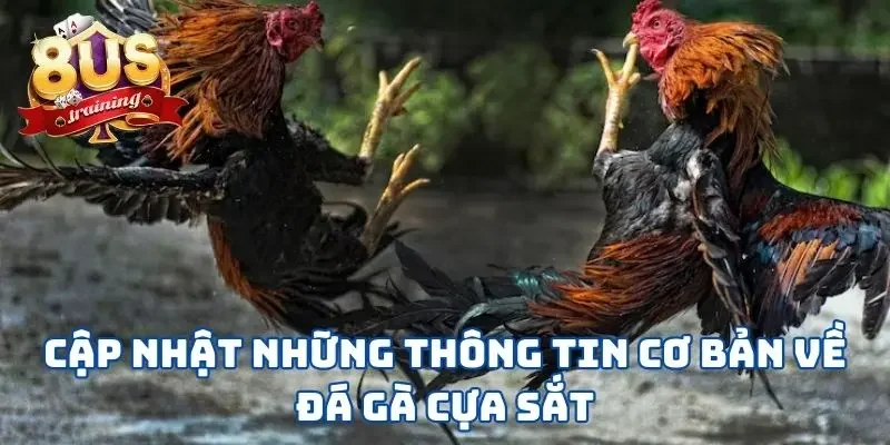 Đá Gà Cựa Sắt - Lựa Chọn Hoàn Hảo Cho Chiến Kê Mạnh Mẽ Cập nhật những thông tin cơ bản về đá gà cựa sắt
