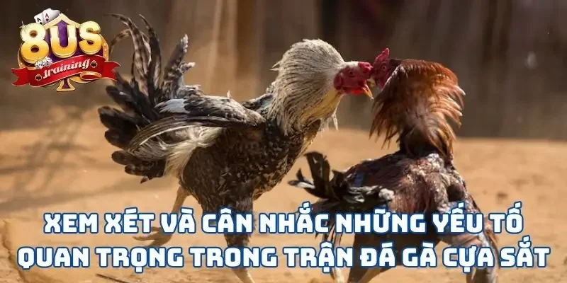 Đá Gà Cựa Sắt - Lựa Chọn Hoàn Hảo Cho Chiến Kê Mạnh Mẽ Xem xét và cân nhắc những yếu tố quan trọng trong trận đá gà cựa sắt