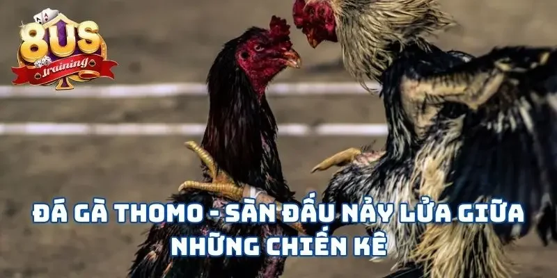 Đá Gà Thomo 8US - Sàn Đấu Nảy Lửa Giữa Những Chiến Kê Đá Gà Thomo - Sàn Đấu Nảy Lửa Giữa Những Chiến Kê