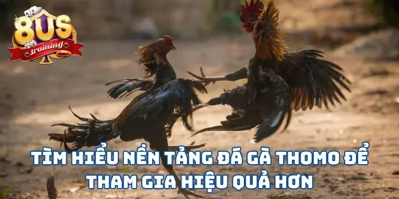 Đá Gà Thomo 8US - Sàn Đấu Nảy Lửa Giữa Những Chiến Kê Tìm hiểu nền tảng đá gà Thomo để tham gia hiệu quả hơn