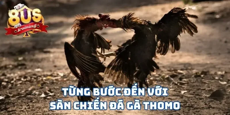 Đá Gà Thomo 8US - Sàn Đấu Nảy Lửa Giữa Những Chiến Kê Từng bước đến với sàn chiến đá gà Thomo